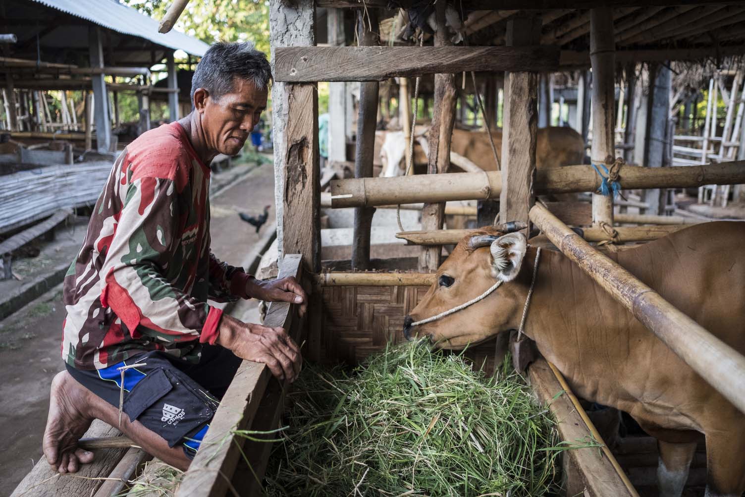Farmer with cow in Indonesia 