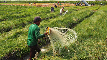 People watering and maintaining crop fields 