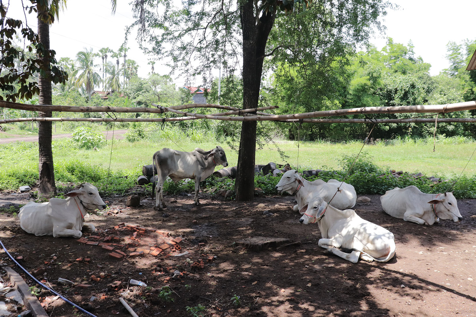 A group of white cows resting in the shade.
