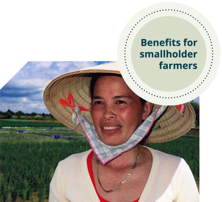 A woman wears a large straw hat secured by a scarf under chin, standing in a field with rice paddies in the background. 