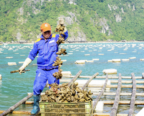 A man wearing a blue boiler suit and an orange cap stands on criss-cross of wooden poles above water. He is holding a string of bivalves above a full crate of them. 