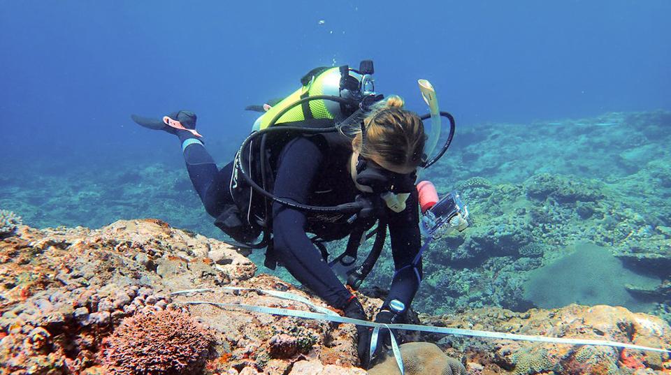 A Southern Cross University researcher examining marine snails under water in Samoa