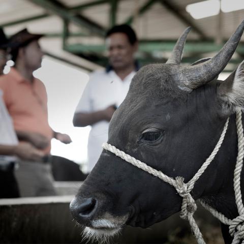 A close up image of a cow in a halter, with three men blurred in the background.