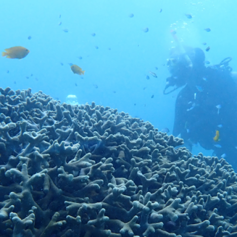 Scuba diver under water exploring coral with fish