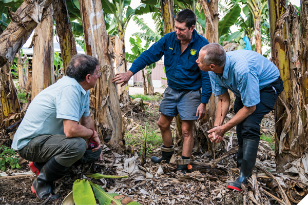Three men standing around a banana tree. One man is kneeling next to the tree. The other two are bent over, no looking upwards at the tree. There are banana trees surrounding them. 