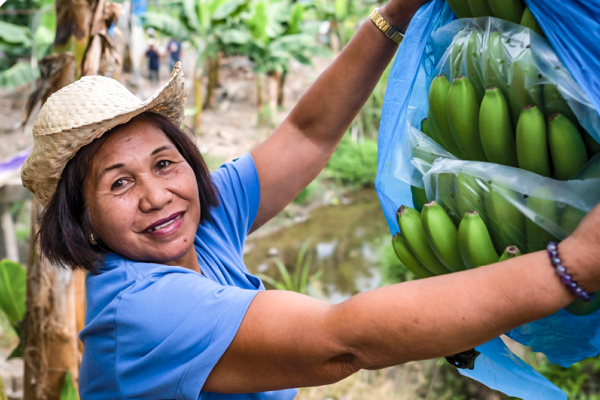 A woman in a straw hat and a blue shirt holds open the blue plastic covering over a bunch of bananas hanging from a banana tree. 